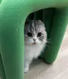 imacatperson
